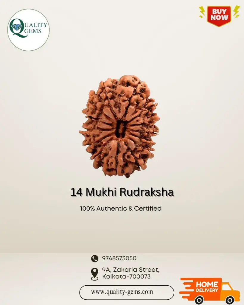 14 Mukhi Rudraksha