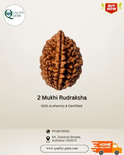 2 Mukhi Rudraksha