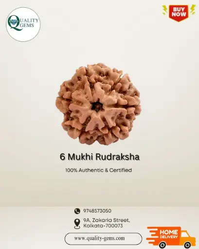 6 Mukhi Rudraksha