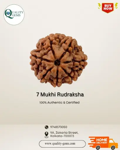7 Mukhi Rudraksha