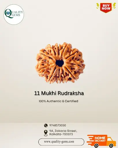 11 Mukhi Rudraksha
