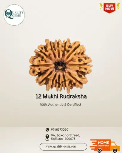 12 Mukhi Rudraksha