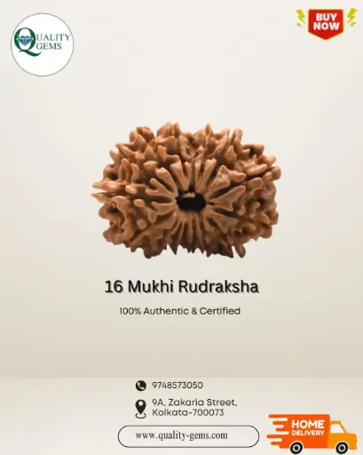 16 Mukhi Rudraksha